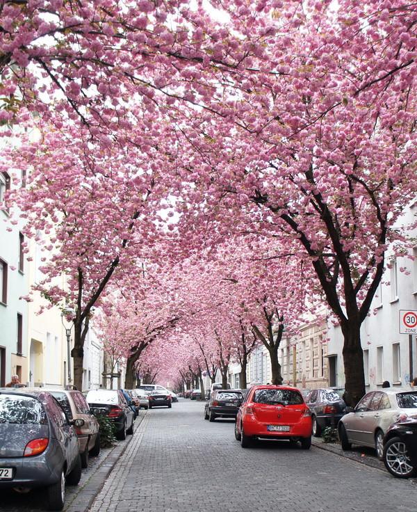 Đường “Hoa Anh Đào” thơ mộng ở Bonn - 0