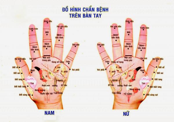 Ấn 5 đầu ngón tay, biết ngay sức khỏe và bệnh tật của các cơ quan nội tạng - 2