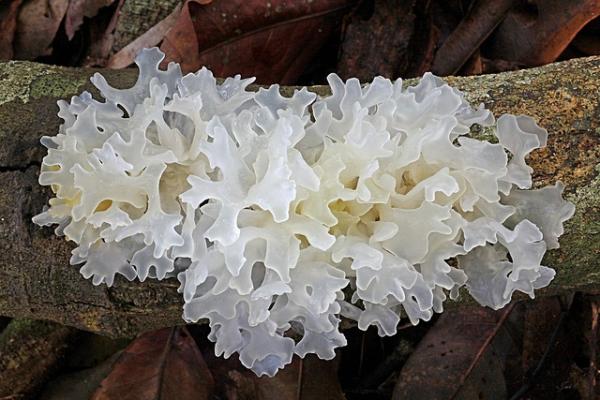 Để giữ làn da láng mịn tự nhiên, hãy bổ sung ngay 9 thực phẩm bổ dưỡng này vào thực đơn - 1