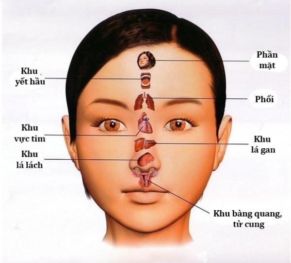 Bí quyết xem ‘bản đồ’ khuôn mặt để bắt bệnh cho chính mình - 1