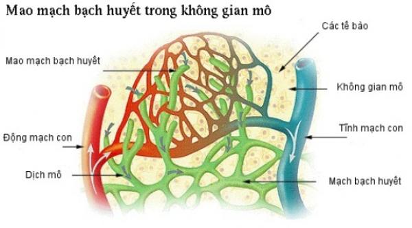 9 ‘tuyệt chiêu’ giải độc và giảm cân hiệu quả chỉ 5 phút chuẩn bị trước khi đi ngủ - 2