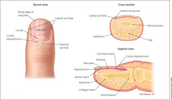 132 2 Nhung Benh Lien Quan Den Nghe Lam Nails Va Cach Chua Tri