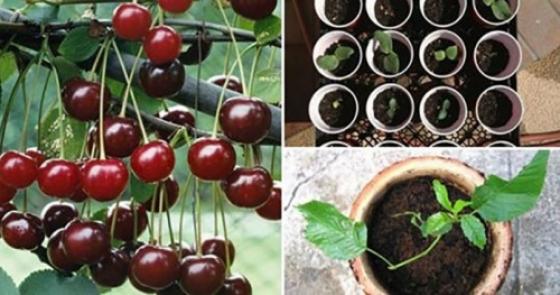 Cách trồng cherry tại nhà cho quả sai trĩu cành, ăn quanh năm không hết