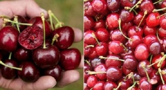 Sự thật về chuyện nhập bán cherry từ Mỹ  về Việt Nam, bán với giá rẻ bất ngờ mà chất lượng vẫn tươi ngon