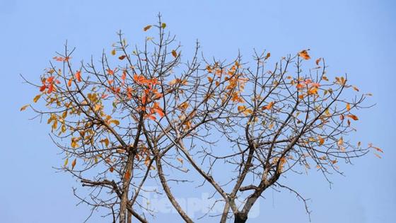 132 10 Nhung Cung Duong Ha Noi Vang Ruc Mua Cay Loc Vung Thay La