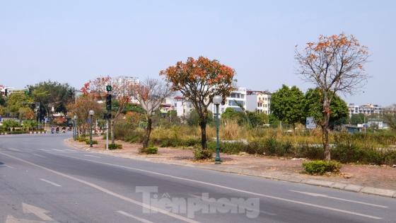 132 13 Nhung Cung Duong Ha Noi Vang Ruc Mua Cay Loc Vung Thay La