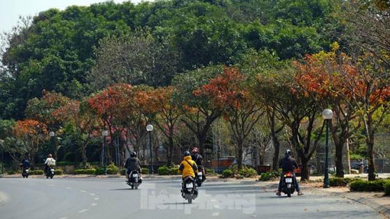 132 3 Nhung Cung Duong Ha Noi Vang Ruc Mua Cay Loc Vung Thay La