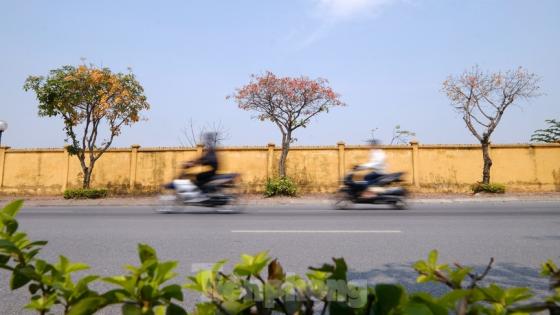 132 4 Nhung Cung Duong Ha Noi Vang Ruc Mua Cay Loc Vung Thay La