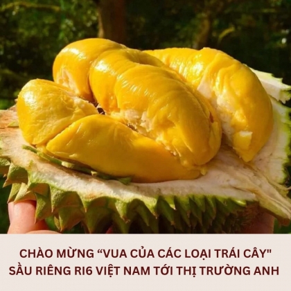 Sầu riêng Việt bán tại siêu thị Anh, 400 nghìn đồng/kg